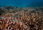 Maldives Coral Institute Calls to Protect Goidhoo Atoll from Destructive Development