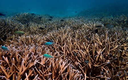 Maldives Coral Institute Calls to Protect Goidhoo Atoll from Destructive Development