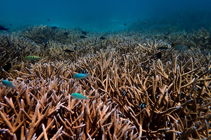 Maldives Coral Institute Calls to Protect Goidhoo Atoll from Destructive Development