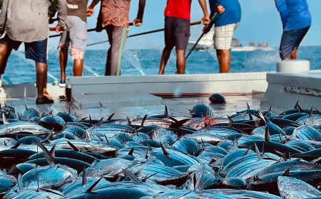 މަސްވެރިކަން މާކެޓްކުރާ ކުންފުންޏަށް މެނޭޖިން ޑިރެކްޓަރެއް އައްޔަންކޮށްފި