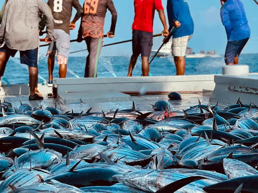 މަސްވެރިކަން މާކެޓްކުރާ ކުންފުންޏަށް މެނޭޖިން ޑިރެކްޓަރެއް އައްޔަންކޮށްފި