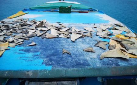 މިޔަރުގެ މަސްވެރިކަން ހުއްދަކުރުމާ ދެކޮޅަށް ގަރާރެއް