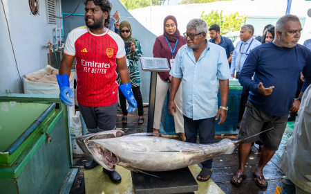 ކަނޑުއޮތްގިރިން 25 ރުފިޔާއަށް ބޮޑު ކަންނެލި ގަންނަން ފަށައިފި