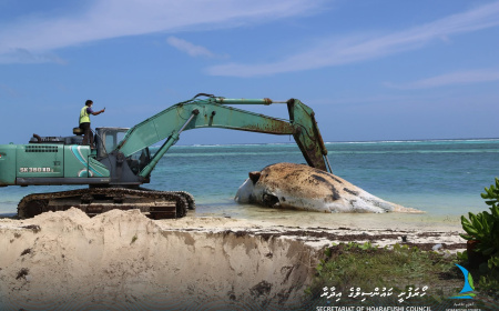 ހޯރަފުށީ ފަރުމައްޗަށް 30 ފޫޓުގެ ބޮޑު މަހެއް ލައްގައިފި