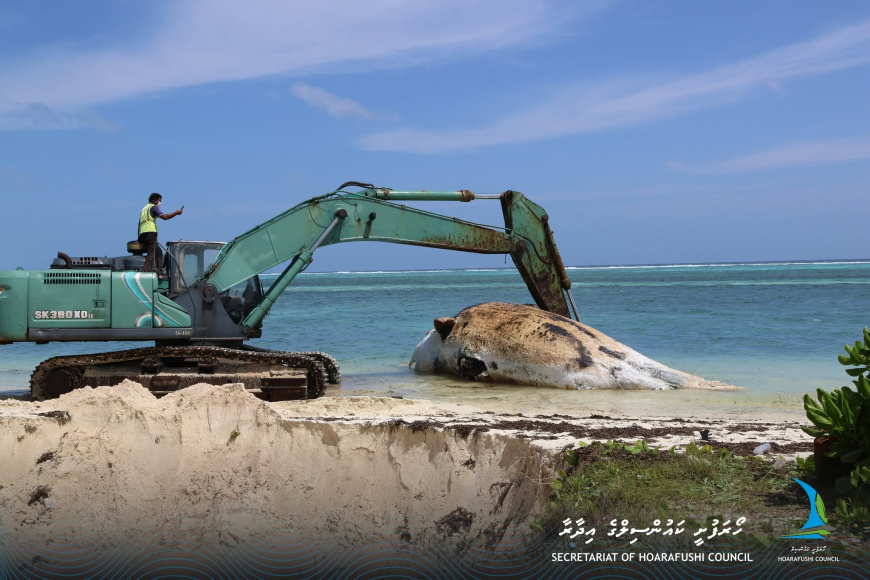 ހޯރަފުށީ ފަރުމައްޗަށް 30 ފޫޓުގެ ބޮޑު މަހެއް ލައްގައިފި