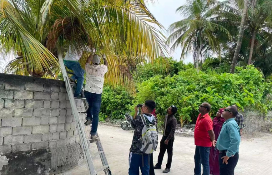 ހުދުކޫޑި ކޮންޓްރޯލުކުރުމަށް ރުއްތަކަށް ބޭސް ޖެހުމުގެ ޕްރޮގުރާމެއް ފަށައިފި